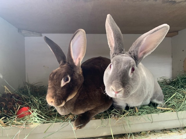 Bunny Buddies forever home rabbit rescue/sanctuary - a Personal Causes  crowdfunding project in Chepstow by Livvie
